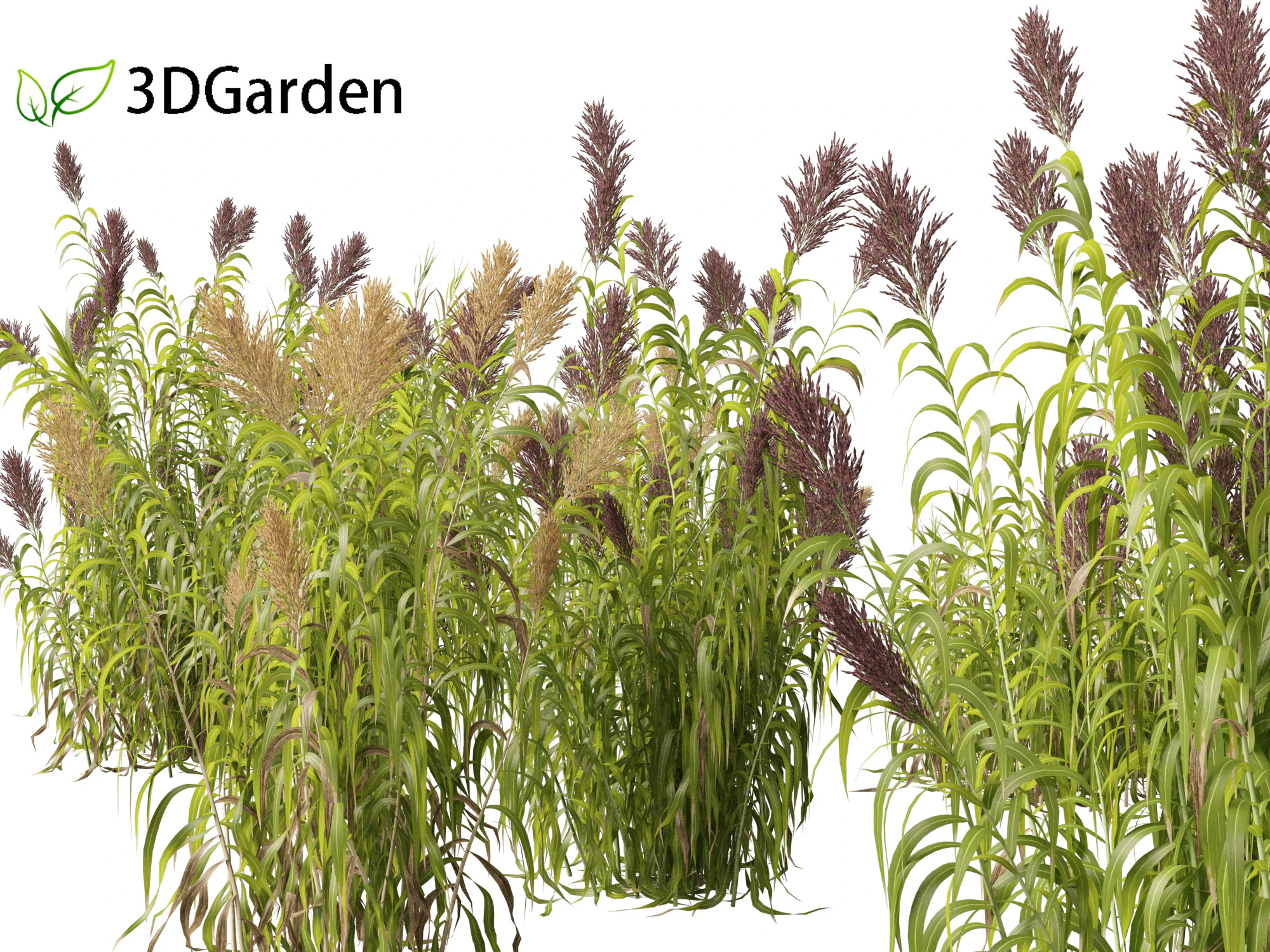 Arundo donax - Giant reed 03 3D Model .c4d .max .obj .3ds .fbx .stl .blend 