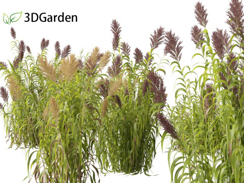 Arundo donax - Roseau g&eacute;ant 03 Modèle 3D