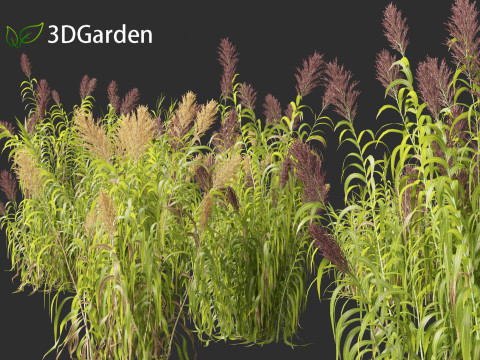 Arundo donax - Giant reed 03 Modelo 3D