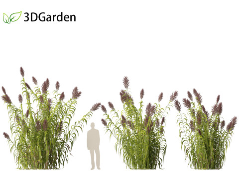 Arundo donax - Giant reed 03 Modelo 3D