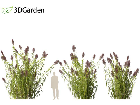Arundo donax - Giant reed 03 3D Model