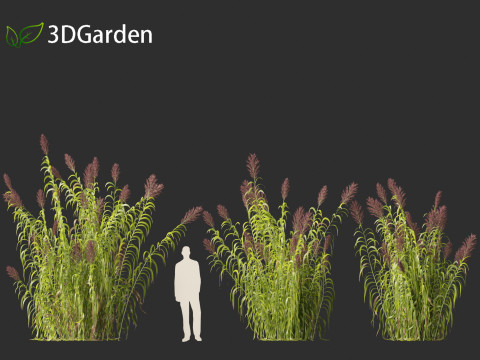 Arundo donax - Giant reed 03 Modelo 3D