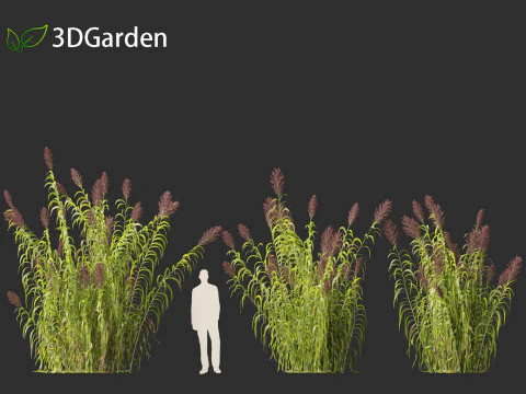 Arundo donax - Giant reed 03 3D Model