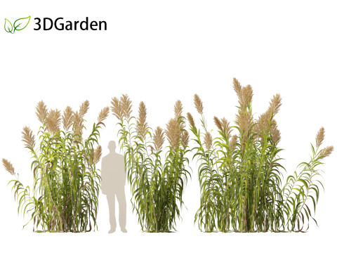 Arundo donax - Giant reed 03 Modelo 3D