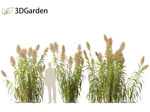 Arundo donax - Giant reed 03 3D Model