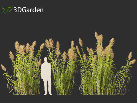 Arundo donax - Giant reed 03 Modelo 3D