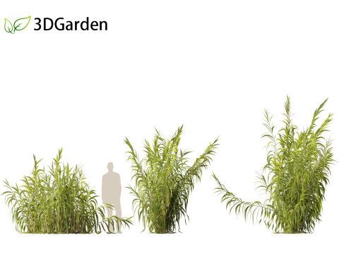Arundo donax - Giant reed 03 Modelo 3D