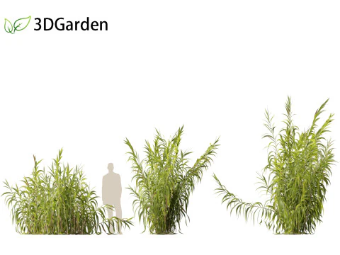 Arundo donax - Giant reed 03 3D Model