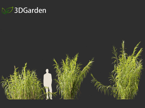 Arundo donax - Giant reed 03 Modelo 3D