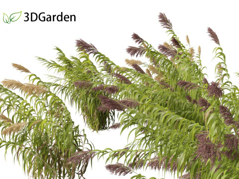 Arundo donax - Roseau g&eacute;ant 04 Modèle 3D