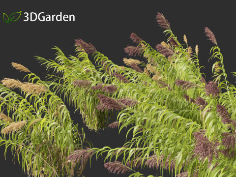 Arundo donax - Giant reed 04 3D 模型
