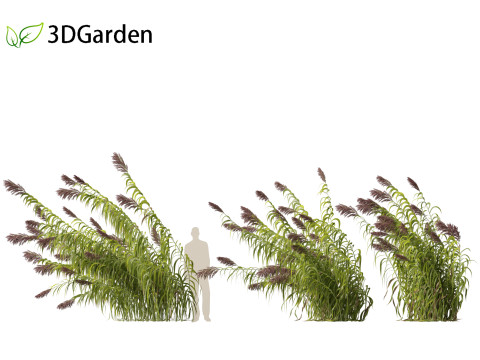 Arundo donax - Giant reed 04 3D 模型