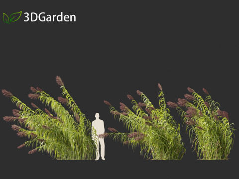 Arundo donax - Giant reed 04 3D 模型