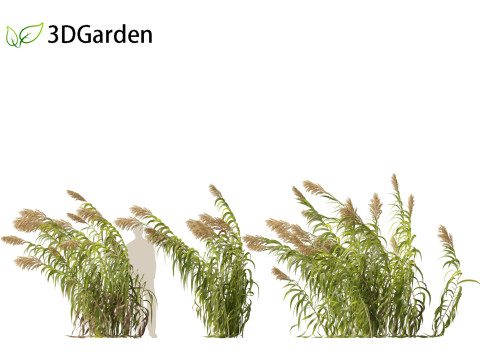 Arundo donax - Giant reed 04 3D 模型