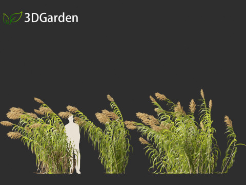 Arundo donax - Giant reed 04 3D 模型