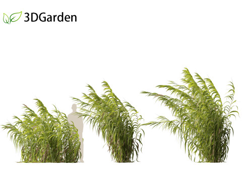Arundo donax - Giant reed 04 3D 模型