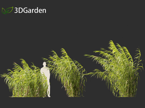 Arundo donax - Giant reed 04 3D 模型