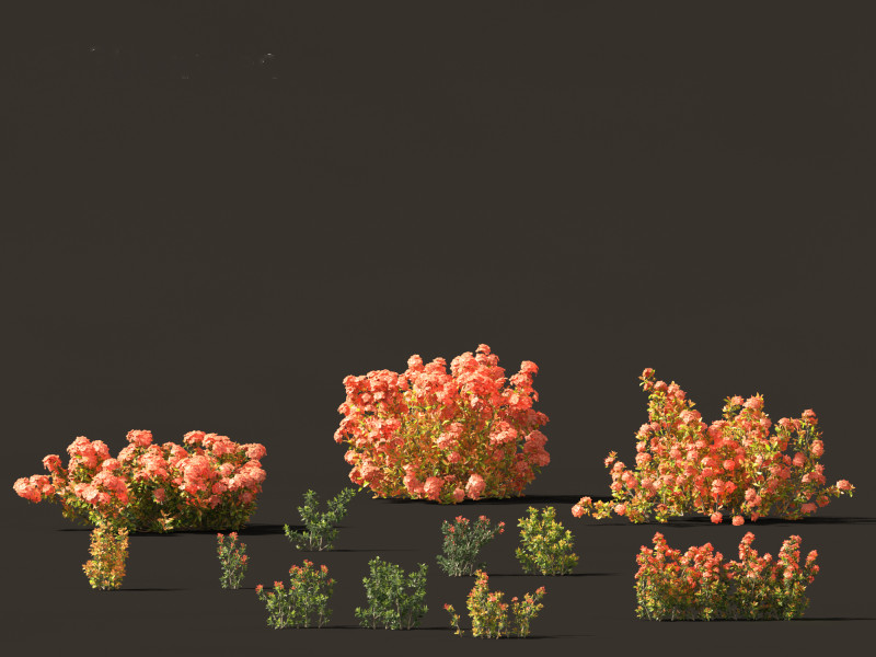 Ixora coral malay - Coral Fire 3D 模型 .c4d .max .obj .3ds .fbx .stl .blend 
