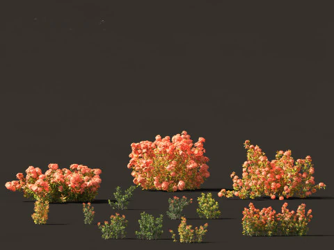 Malajski koralowiec Ixora - Coral Fire Model 3D
