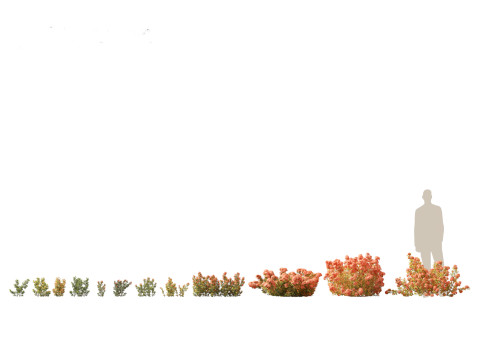 Ixora coral malay - Coral Fire 3D 模型
