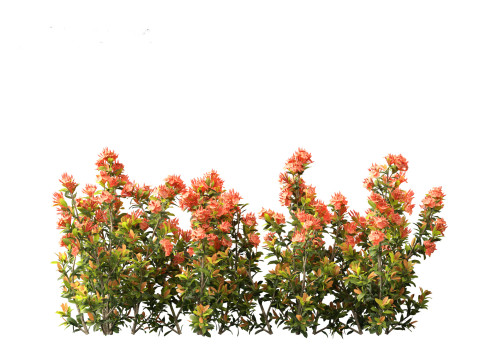 Ixora coral malay - Coral Fire 3D 模型