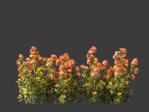 Ixora coral malay - Coral Fire 3D 模型