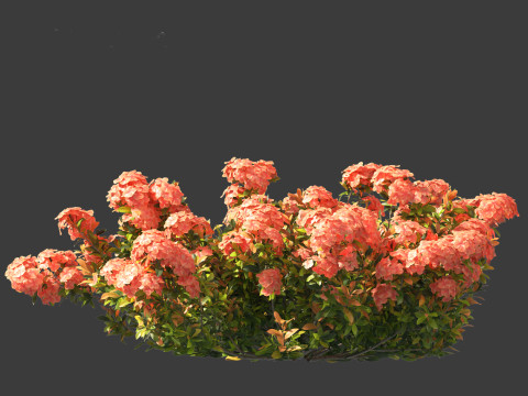 Ixora coral malay - Coral Fire 3D 模型