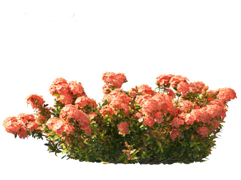 Ixora coral malay - Coral Fire 3D 模型