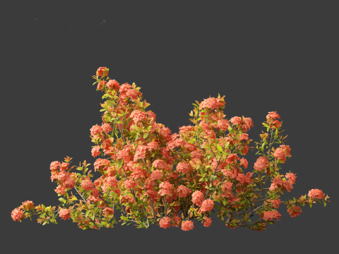 Ixora coral malay - Coral Fire 3D 模型