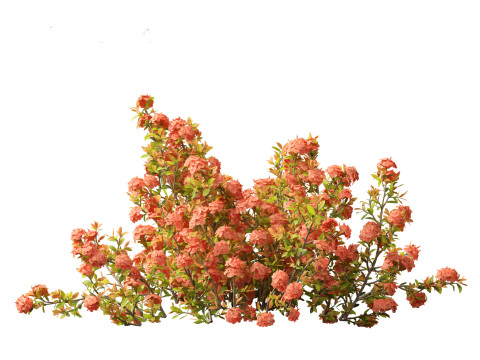 Ixora coral malay - Coral Fire 3D 模型