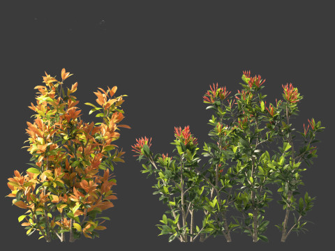 Ixora coral malay - Coral Fire 3D 模型