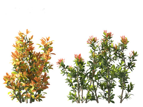 Ixora coral malay - Coral Fire 3D 模型