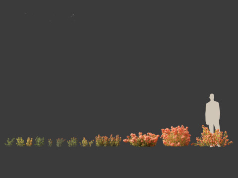 Ixora coral malay - Coral Fire 3D 模型