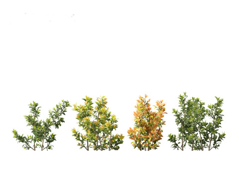 Ixora coral malay - Coral Fire 3D 模型