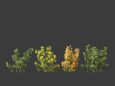 Ixora coral malay - Coral Fire 3D 模型