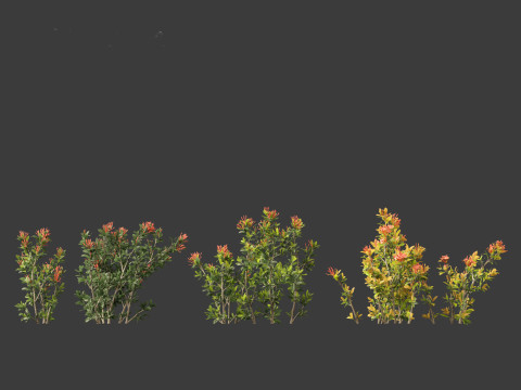 Ixora coral malay - Coral Fire 3D 模型