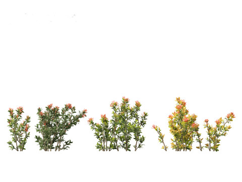 Ixora coral malay - Coral Fire 3D 模型
