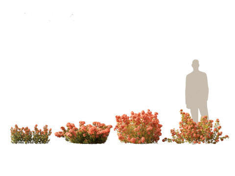 Ixora coral malay - Coral Fire 3D 模型