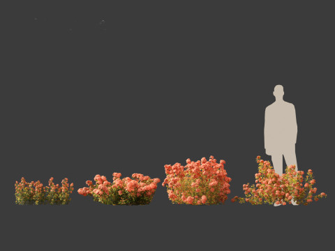 Ixora coral malay - Coral Fire 3D 模型