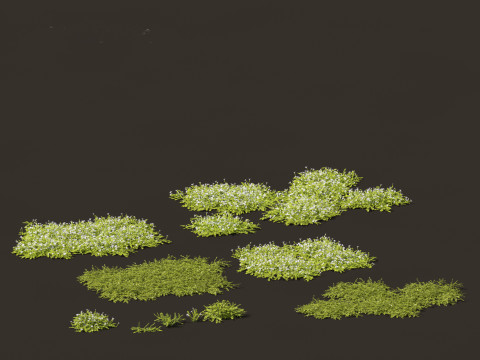 Isotoma fluviatilis - blue star creeper Model 3D