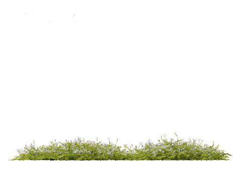 Isotoma fluviatilis - blue star creeper Modelo 3D