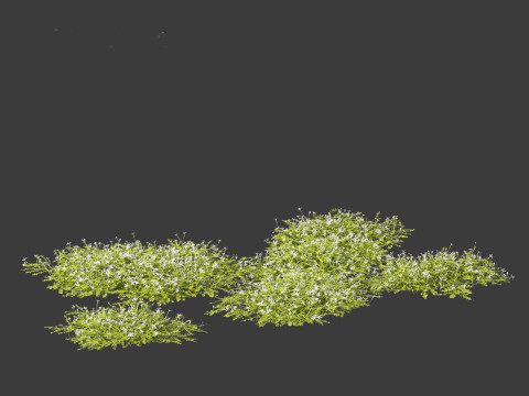 Isotoma fluviatilis - blue star creeper Modelo 3D