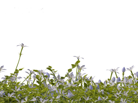 Isotoma fluviatilis - blue star creeper Modelo 3D