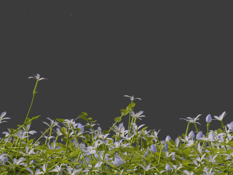 Isotoma fluviatilis - blue star creeper Modelo 3D