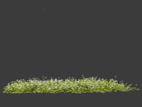 Isotoma fluviatilis - blue star creeper Modelo 3D