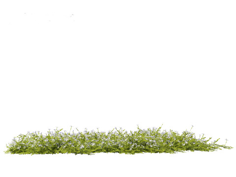 Isotoma fluviatilis - blue star creeper Modelo 3D