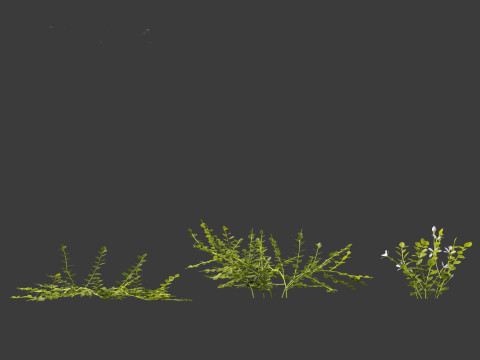 Isotoma fluviatilis - blue star creeper Modelo 3D