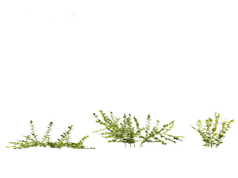Isotoma fluviatilis - blue star creeper Modelo 3D