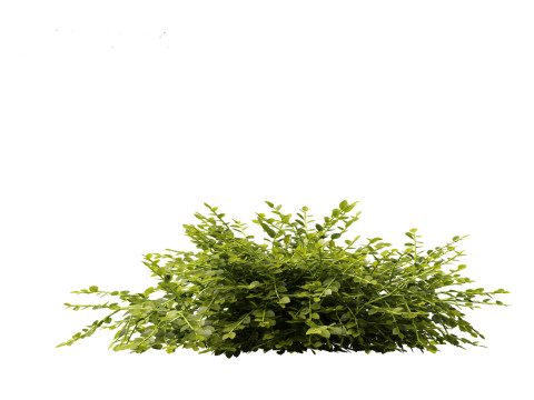 Isotoma fluviatilis - blue star creeper Modelo 3D