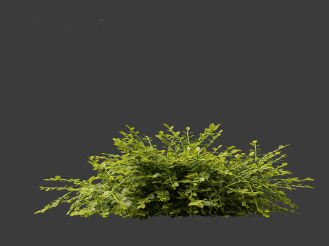 Isotoma fluviatilis - blue star creeper Modelo 3D